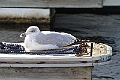 Seagull15